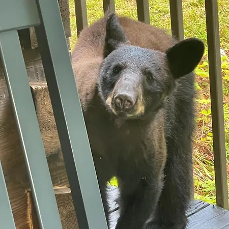 Villa Bears Among Us Gatlinburg Exterior foto