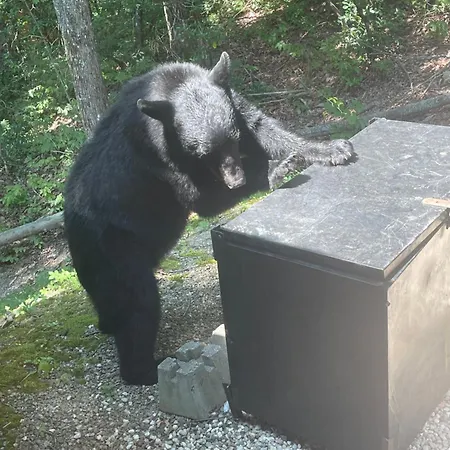 Villa Bears Among Us Gatlinburg Exterior foto