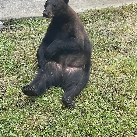 Villa Bears Among Us Gatlinburg Exterior foto