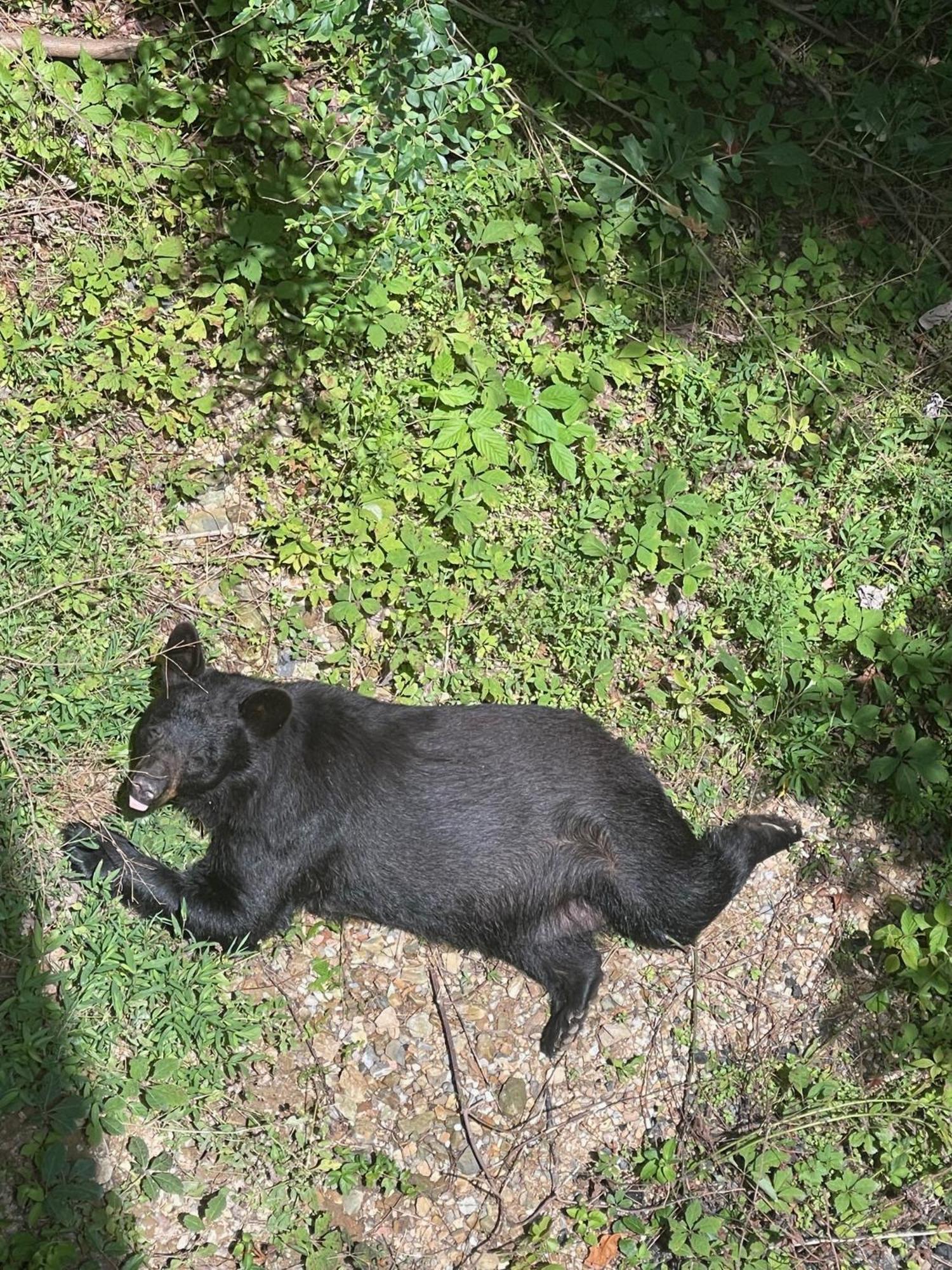 Chalé Bears Among Us *